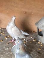 3 jonge figurita’s, Meerdere dieren, Overige soorten