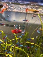 neon tetras 10 voor 10 euro, Vis, Zoetwatervis, Schoolvis