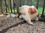 Kip met kuikens, Meerdere dieren, Kip