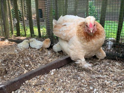Kip met kuikens, Dieren en Toebehoren, Pluimvee, Kip, Meerdere dieren