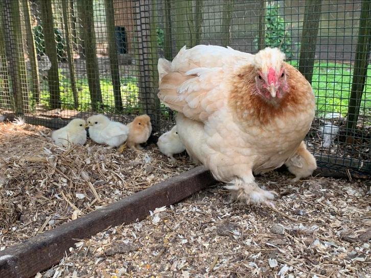 Kip met kuikens, Dieren en Toebehoren, Pluimvee, Kip, Meerdere dieren