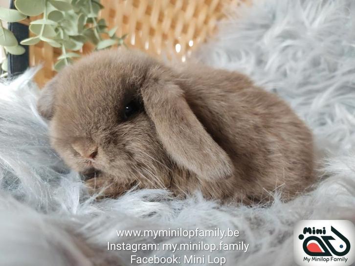 Raszuiver baby minilop konijn voedster (transport mogelijk), Dieren en Toebehoren, Konijnen, Dwerg, Vrouwelijk, 0 tot 2 jaar, Hangoor