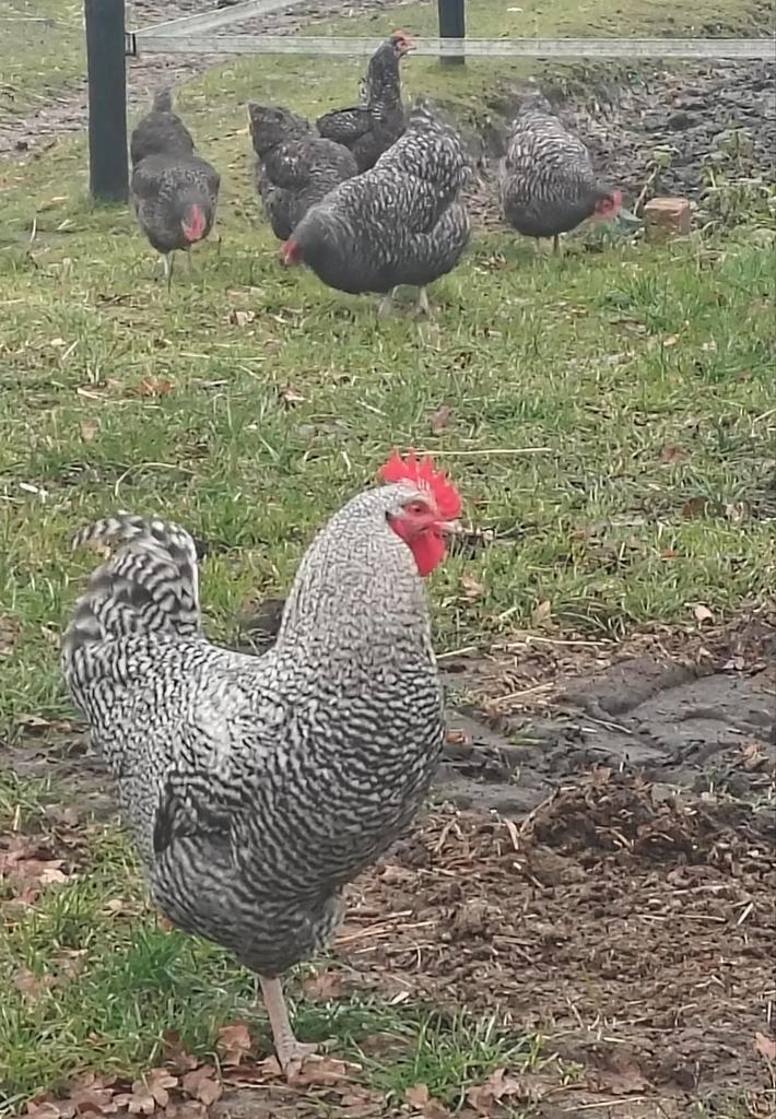 Tka Noord Hollandse Blauwe Haan van dit jaar en 5 hennen, Dieren en Toebehoren, Pluimvee, Kip, Meerdere dieren