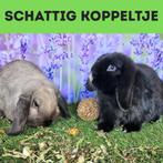 Koppeltje hangoorkonijntjes te koop, Dieren en Toebehoren, Konijnen, Meerdere dieren, Klein, Hangoor, 0 tot 2 jaar