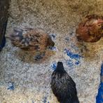 Cochin kriel trio van september, Dieren en Toebehoren, Meerdere dieren, Kip