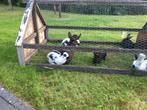 Lotharingers groot, Dieren en Toebehoren, Meerdere dieren, Groot, 0 tot 2 jaar