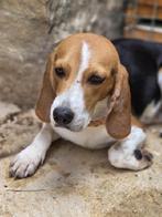 ACE: Kostas is een knappe, sociale jongen, Dieren en Toebehoren, Beagle, Particulier, Rabiës (hondsdolheid), Reu