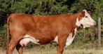 Gezocht hereford, Dieren en Toebehoren, Runderen, Vrouwelijk