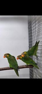 Meyer lori, Dieren en Toebehoren, Mannelijk, Papegaai