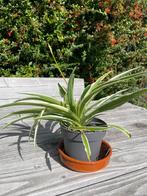 Graslelie met stek, Groene kamerplant, Ophalen, Minder dan 100 cm