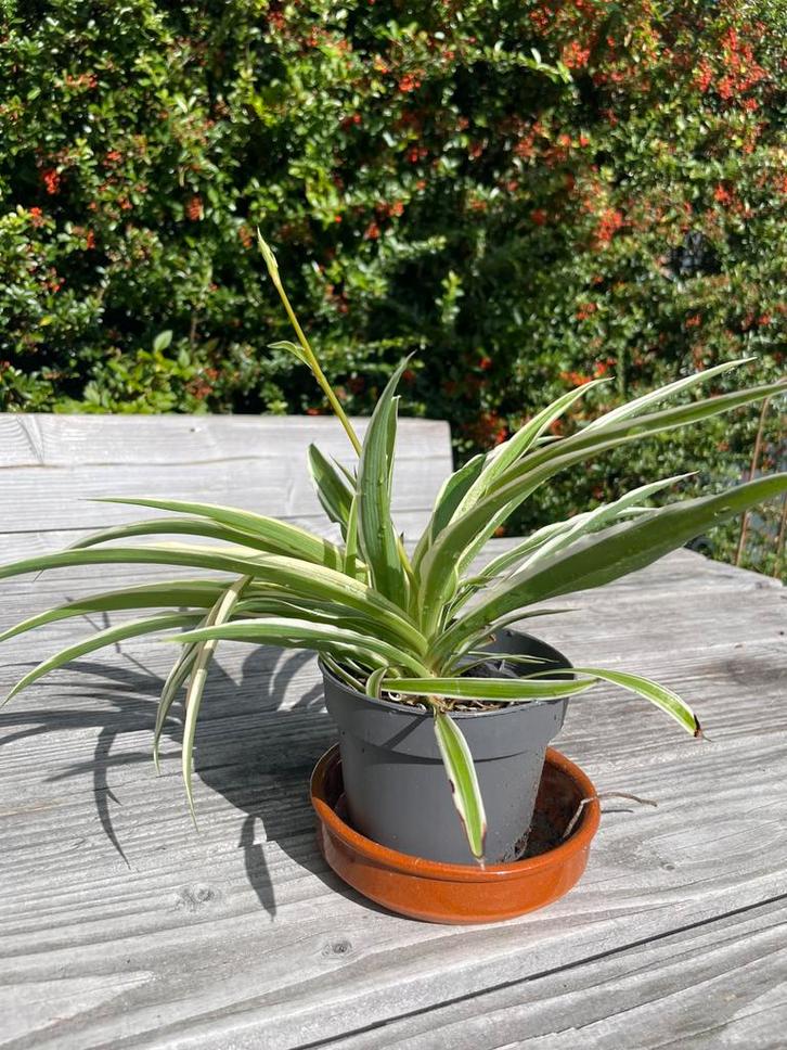 Graslelie met stek, Huis en Inrichting, Kamerplanten, Minder dan 100 cm, Groene kamerplant, Ophalen