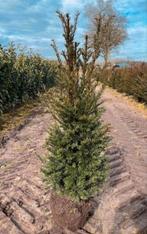 Taxus met kluit, Ophalen, Taxus, 100 tot 250 cm