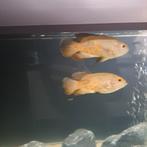 Pauwoog cichliden, Dieren en Toebehoren, Vis