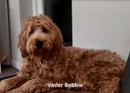 Labradoodle Pupjes (2 Reutjes), Klaar voor hun Gouden Mandje, Dieren en Toebehoren, Reu, 8 tot 15 weken, Meerdere, Middel