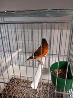 Bastaard kapoetsijs x kanarie, Dieren en Toebehoren, Mannelijk, Wildzangvogel