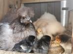 🐥Brahma x Australorp kuikens🐥, Dieren en Toebehoren, Pluimvee, Kip, Meerdere dieren