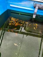 Euro koi 10-12 cm desgewenst bezorgd aan huis, Karper of Koi