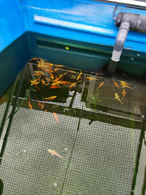 Euro koi 10-12 cm desgewenst bezorgd aan huis, Dieren en Toebehoren, Vissen | Vijvervissen, Karper of Koi