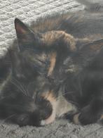 Schildpad kittens, Dieren en Toebehoren