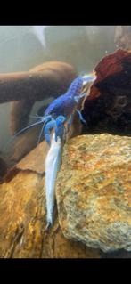 Blauwe Florida kreeft, Dieren en Toebehoren, Amfibie, 0 tot 2 jaar