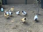Te koop 3x witte Wyandotte kriel kippen, Dieren en Toebehoren, Vrouwelijk, Kip