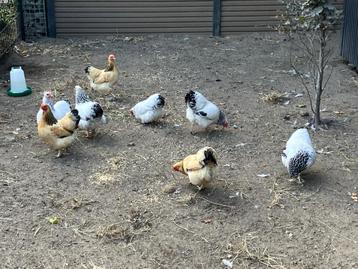 Te koop 3x witte Wyandotte kriel kippen  beschikbaar voor biedingen