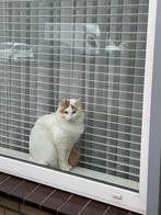 Turkse Van Kat, Dieren en Toebehoren, Katten en Kittens | Overige Katten, Kater