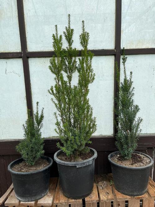 Tekoop : taxus potgekweekt, Tuin en Terras, Planten | Tuinplanten, Overige soorten, Volle zon, Bloeit niet, Ophalen