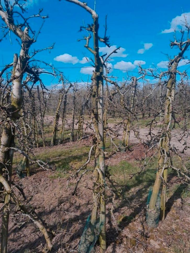 Oude appelbomen, Tuin en Terras, Planten | Fruitbomen, Lente, Ophalen