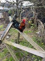 Prachtig haantje serama, Dieren en Toebehoren, Pluimvee, Mannelijk, Kip