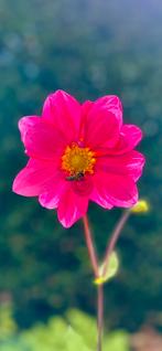 Dahlia 43, Ophalen, Zomer, Overige soorten, Volle zon