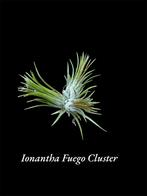 Ionantha Fuego Cluster, Ophalen of Verzenden, Overige soorten