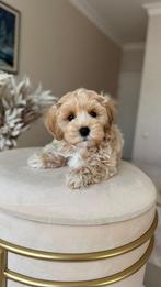 Premium maltipoo f1 reutje pup, Particulier, Rabiës (hondsdolheid), 8 tot 15 weken, Buitenland