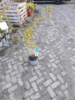 Corylus Contorta Krulhazelaar in Pot, Winter, Halfschaduw, Overige soorten, Minder dan 100 cm