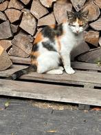 Mooie lieve lapjes poes Rosa!, Dieren en Toebehoren, Katten en Kittens | Overige Katten, Poes, Kortharig, 3 tot 5 jaar