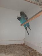 Blackface parkieten, Meerdere dieren, Parkiet, Geringd