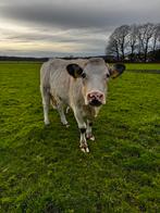 Mooie vaars, Dieren en Toebehoren, Runderen, Vrouwelijk, 3 tot 6 jaar