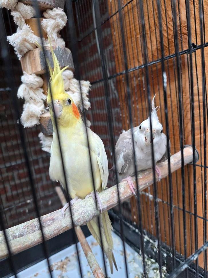 2 valkparkiet met kooi, Dieren en Toebehoren, Vogels | Parkieten en Papegaaien, Parkiet, Meerdere dieren