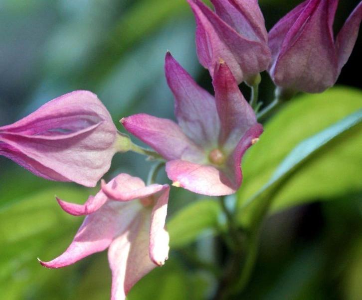 Jasminum Stephanense – Chinese Jasmijn, Bio, Tuin en Terras, Planten | Tuinplanten, Vaste plant, Klimplanten, Volle zon, Zomer