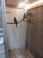 Blauwvleugels  Blauwvleugel parkieten., Dieren en Toebehoren, Mannelijk, Parkiet