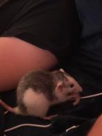 3 lieve ratten, Dieren en Toebehoren, Rat, Vrouwelijk, Januari, Tam
