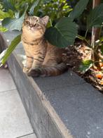 Lieve britse korthaar kitten meisje, Dieren en Toebehoren, Katten en Kittens | Raskatten | Korthaar, Poes