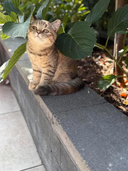 Lieve britse korthaar kitten meisje, Dieren en Toebehoren, Katten en Kittens | Raskatten | Korthaar, Poes