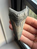 Megalodon haaientand fossiel 9.1 centimeter, Ophalen of Verzenden, Fossiel