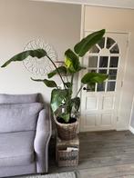 Strelitzia Nicolai (paradijsvogelplant), Ophalen, Overige soorten, Halfschaduw, In pot