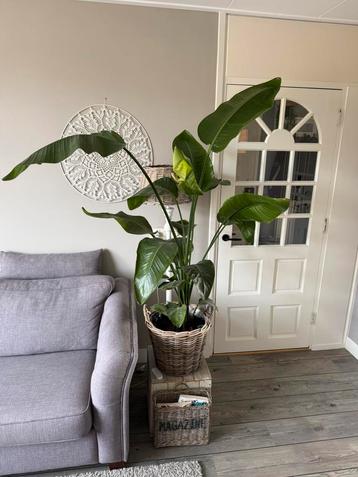 Strelitzia Nicolai (paradijsvogelplant) beschikbaar voor biedingen