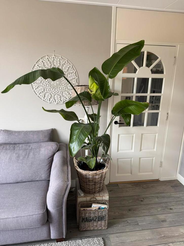 Strelitzia Nicolai (paradijsvogelplant), Huis en Inrichting, Kamerplanten, Overige soorten, 150 tot 200 cm, Bloeiende kamerplant