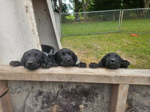 Labrador puppy's, Dieren en Toebehoren, Honden | Retrievers, Spaniëls en Waterhonden, Reu, Labrador retriever, Particulier, Meerdere