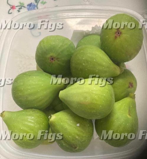 Vijgen stekjes Verdino groene vijg uit Italië, Tuin en Terras, Planten | Fruitbomen, Vijgenboom, Minder dan 100 cm, Volle zon