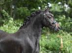 Prachtige grote B Welsh pony’s, Merrie, 3 tot 6 jaar, B pony (1.17m tot 1.27m), Onbeleerd